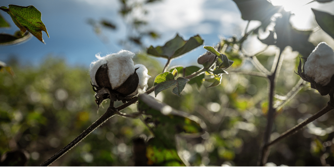 CmiA Verifications Show Strong Sustainability Progress in 2025
