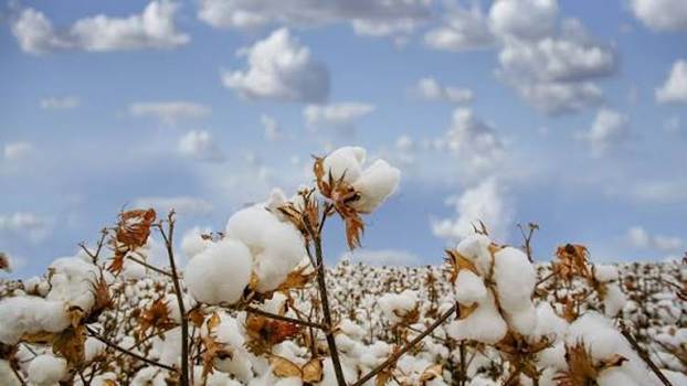 Good Earth Cotton Strengthens Evidence-Led Fibre Model Good Earth Cotton Strengthens Evidence-Led Fibre Model